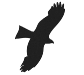 Логотип ІІІ міжнародної конференції «Хижі птахи України»