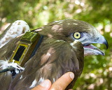 Nic, the first satellite tracked eagle in Italy, with a Microwave Telemetry 45-gram solar GPS PTT-100 transmitter that was affixed to the back using a tubular Teflon ribbon harness - photo by Ugo Mellone