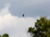 Peregrine Falcon in the Crimea