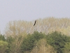 The Pallas's Fish Eagle. Maximal resolution