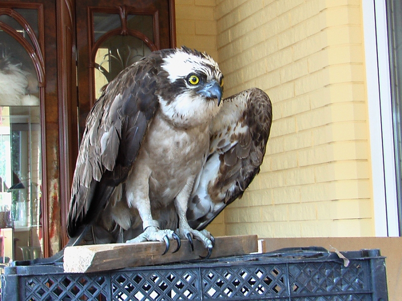 osprey website