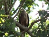 Черный коршун