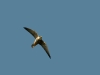 Flying Hobby Falcon. Photo by R. Vatrasevich.