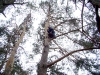 Choosing place in the tree crown to  set the nest