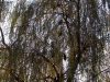 A group of Long-eared Owls in the weeping willow