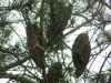 Wintering Long-eared Olws on a pine-tree