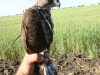 Chick ‘Schastlivchik’ with the transmitter