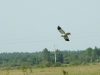 We were lucky to record a male of Hen Harrier