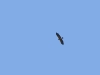 Silhouette of Lesser Spotted Eagle