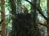 Chick of Honey Buzzard in the nest