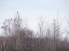 Black grouses