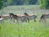 A foal appeared in the herd of horses