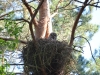 Great Grey Owl guards its chicks