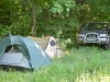 Our camping site in the territory of Tolstolesivske Forestry 