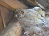 Eagle Owl’s chicks in the bathhouse attic 