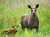 Family of elks