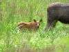 Curious elk foal