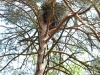 White-tailed Eagle’s nest