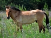 A foal of Przewalski's horse