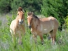 Single males of Przewalski's horse