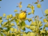 Male of the Yellow Wagtail