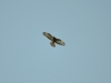Migratory Honey Buzzard