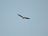 Adult White-tailed Eagle