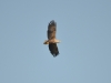 White-tailed Eagle