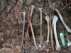 Bones of the Black Stork hunted by the White-tailed Eagle