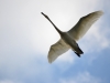 Whooper Swan in flight (Uzh river)