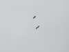 Pair of Lesser Spotted Eagles in a nuptial flight