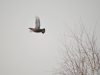 Black Grouse female in flight