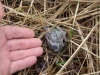 Element of the Eagle Owl’s pellet found in Bovishche Village