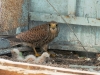 The Kestrel with chicks on the balcony of the building. Photo by Igor Byshnev