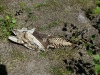 A fish skeleton – prey remains of the White-tailed Eagle