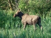 A yearling of the elk