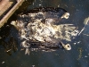 A dead juvenile White-tailed Eagle in the cooling pond