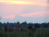 Grazing Przewalski’s horses at the sunset