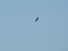 An adult White-tailed Eagle over the Pripyat Delta