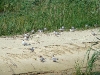 A colony of the Common Terns