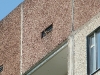 A Kestel on the building where the nest is located