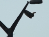 A Kestrel male on the lantern of the bridge where the nest in the niche is located