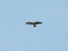A moulting Shot-toed Eagle is hunting in the village Karohod