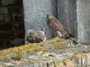 Kestrel fledglings in the village Il’intsy