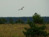A Montagu’s Harrier male with prey 