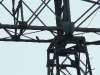 A Hobby Falcon on a power line near the nest of the Hooded Crow