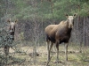 A cow elk with its yearling calf