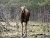 An elk calf closely approached to the car