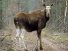 The cow elk crossing the road