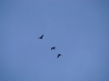 Migrating Great Cormorants